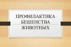 ПРОФИЛАКТИКА БЕШЕНСТВА ЖИВОТНЫХ