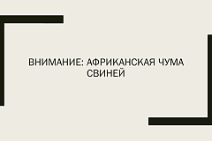 Памятка: "Африканская чума свиней"