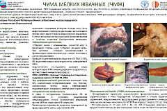 ПАМЯТКА ВЛАДЕЛЬЦАМ ЖИВОТНЫХ ПО ПРОФИЛАКТИКЕ ЧУМЫ МЕЛКИХ ЖВАЧНЫХ ЖИВОТНЫХ
